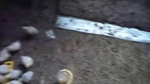 сколько комбикорма нужно для 30 ти бройлеров