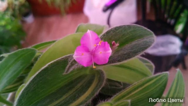 Цветение Традесканции силламонтана вариегатная Tradescantia sillamontana variegata смотреть онлайн