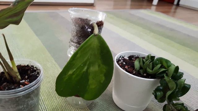 /Привели новинки цветов в порядок/💕🌱 смотреть онлайн