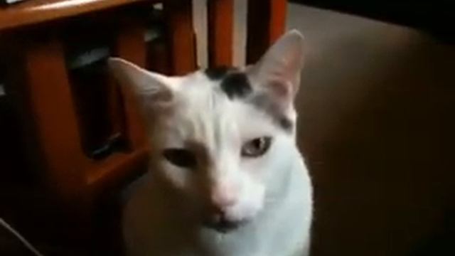 Cat Slow Blink смотреть онлайн