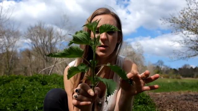 Nettle identification with Sascha from Artemisia's Apothecary смотреть онлайн