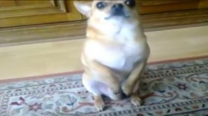 Чихуахуа. Особенности породы и интересные факты