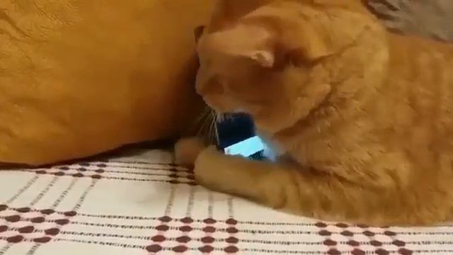 Намик слепой кот очень любит слушать как играет этот пианист смотреть онлайн