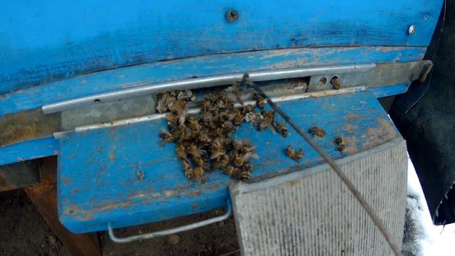 Как зимуют пчелы и уход за ними зимой (2 варианта) смотреть онлайн