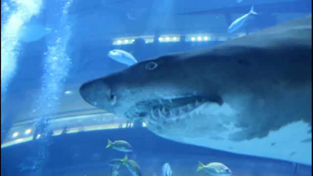 The Dubai Mall Aquarium In Max. HD 18+ Minutes