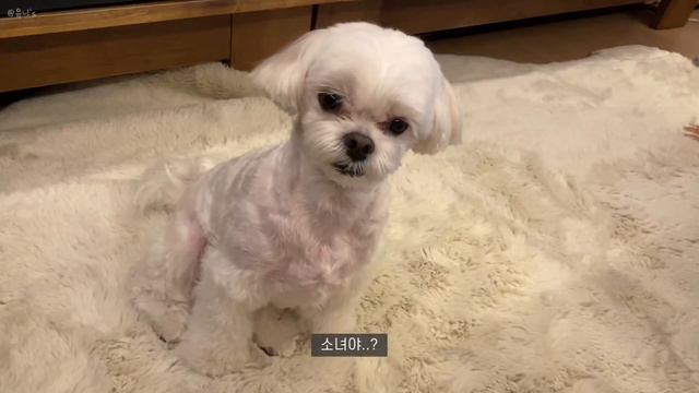 대학생 브이로그 | 파이널 준비하는 자세란 무엇인가 | 새 지갑, 바이레도 향수 언박싱! смотреть онлайн