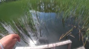 ЛОВЛЯ КАРАСЯ НА ДУБОВЫЙ ПОПЛАВОК И МОРМЫШКУ С МОСТИКА