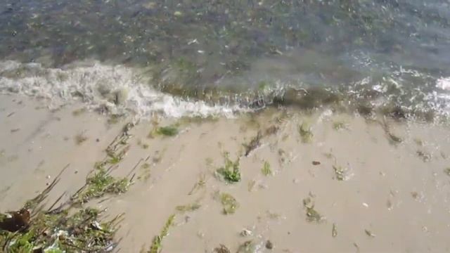 Argonaut Facts: Aka Paper Nautilus | Animal Fact Files