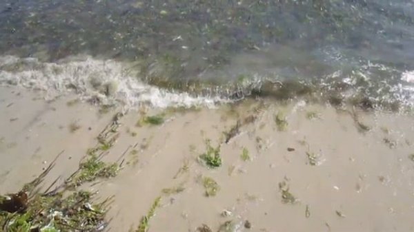 Argonaut facts: aka paper nautilus | Animal Fact Files