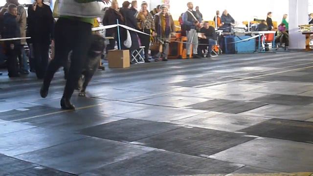 Сука класс промежуточный Б.К.Риджана (13.11.16 г Брянск ) смотреть онлайн