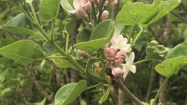Lilas commun à fleurs doubles 'Syringa vulgaris Katherine Havemeyer' Pétales lavande pâle. смотреть онлайн