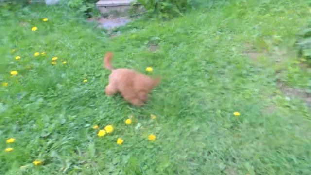 Щенки миниатюрного пуделя красного окраса смотреть онлайн