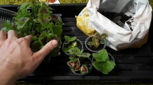 Пикировка рассады колеуса "для ленивых". Колеус из семян