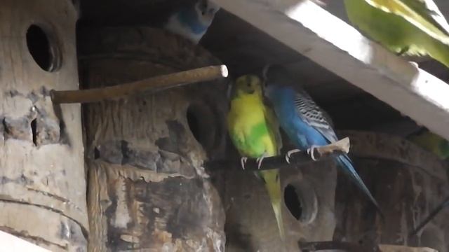 Эта запись даст желание размножатся Вашим попугаям волнистым. смотреть онлайн