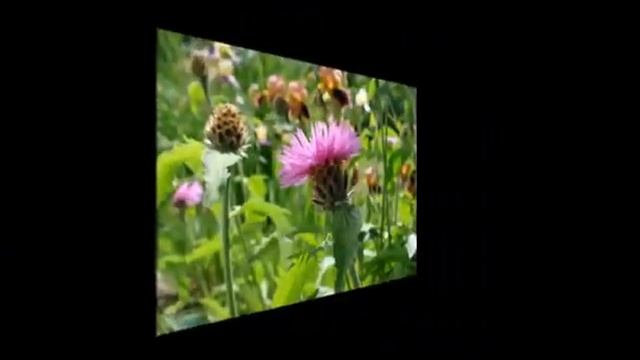 Цветы. Уникальное творение Бога. смотреть онлайн