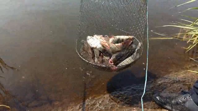 Неожиданная рыбалка! С сыном на рыбалке ловим карпа карася! Рыбалка в июле 2020! Carp fishing смотреть онлайн