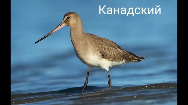 Веретенники (виды) ? смотреть онлайн