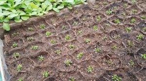 ГВОЗДИКА травянка ПРАВИЛЬНАЯ пикировка. гвоздика выращивание из семян . многолетняя. видео