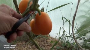 ТОМАТ ЮЖНЫЙ ЗАГАР. Обзор сибирского сорта, личный опыт.