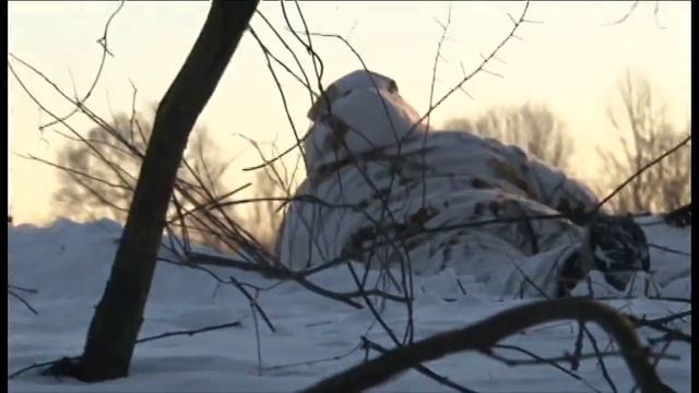 Late season Deer hunt "Snow Sniper" смотреть онлайн