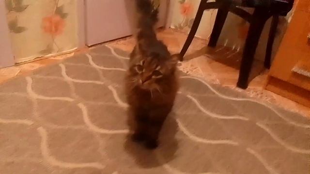 Кот Марс. Потягушки. Ушёл снова. смотреть онлайн