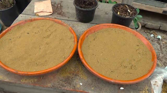 7 Din Main Adenium Desert Rose k Seeds Germinate Karain! смотреть онлайн