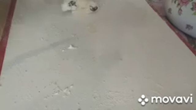 Рулетики с творогом и изюмом.???? смотреть онлайн