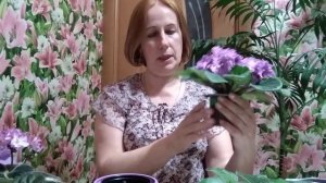 Как подобрать горшок для фиалки? Большой или маленький?