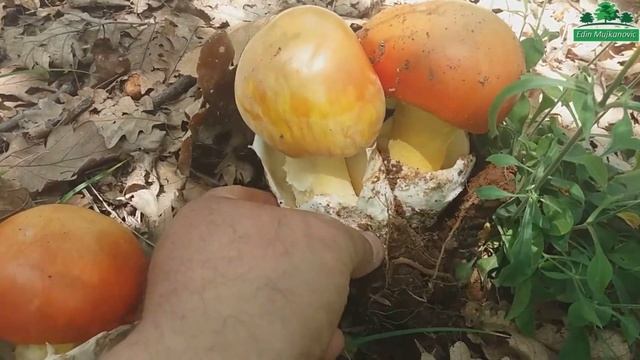 Blagva - Amanita Caesarea смотреть онлайн