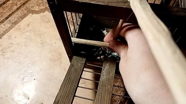 Ловушка для синиц смотреть онлайн