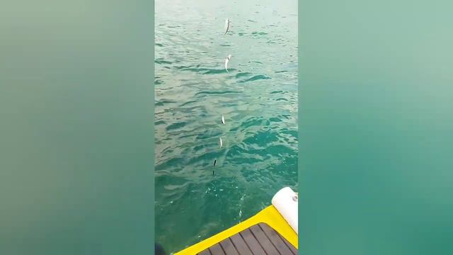 Отпуск. Сочи.Морская рыбалка. смотреть онлайн