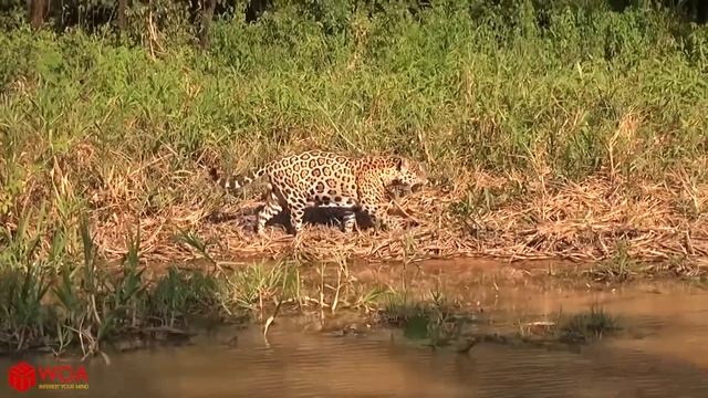 Crocodiles Wait For Leopard Across The River | Harsh Life смотреть онлайн