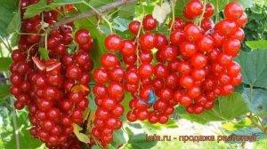 Смородина красная Джонкер ван Тетс ? обзор: как сажать, саженцы смородины Джонкер ван Тетс