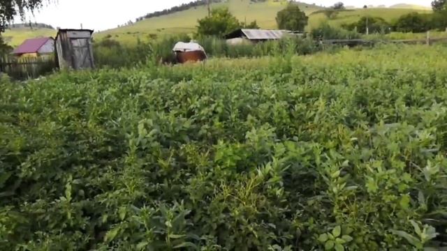 Почему мы не заготавливаем дрова?