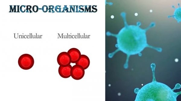 What are microbes? - Microorganisms: An introduction : "Microorganisms - Part 1"