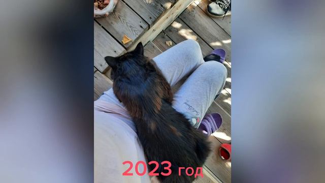 Преданность кота Рыжика! смотреть онлайн