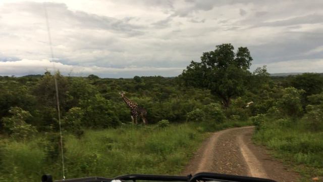 Африка.Зимбабвэ.Виктория Фолс.Джип-сафари вечером и первые жирафы.Март2018 смотреть онлайн