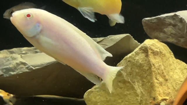Снежный принц (Pseudotropheus socolofi albino) смотреть онлайн