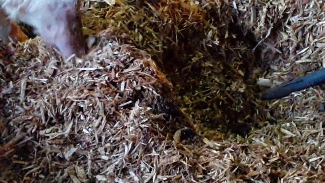 Глубокая подстилка для свиней с ЭМ-препаратом (Березовый Свинокомплекс, г. Чита) смотреть онлайн