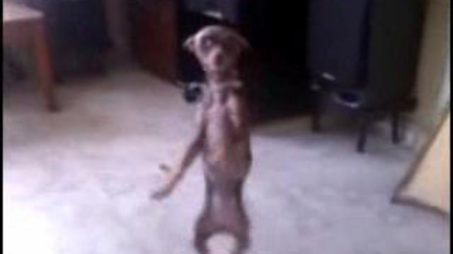 Танцующая собака смотреть онлайн