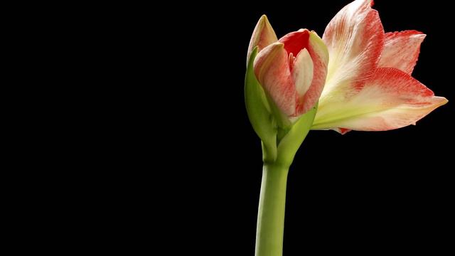 Red Amaryllis Blooming - Daily Time-lapse Clip смотреть онлайн