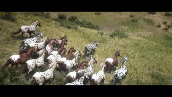 Horses - Red Dead Redemption 2 - Appaloosa horse herd