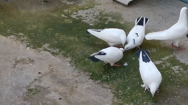 Прилетели пискуны после атаки сапсана. Dove flew after the Falcon Attack. смотреть онлайн