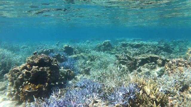 Balinsasayaw Reef, Coron, Palawan, Philippines смотреть онлайн