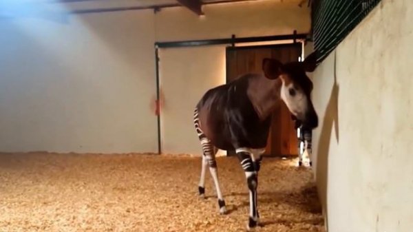 Most strange animals you never heard about.! 10 strange animals, strange animals that exist