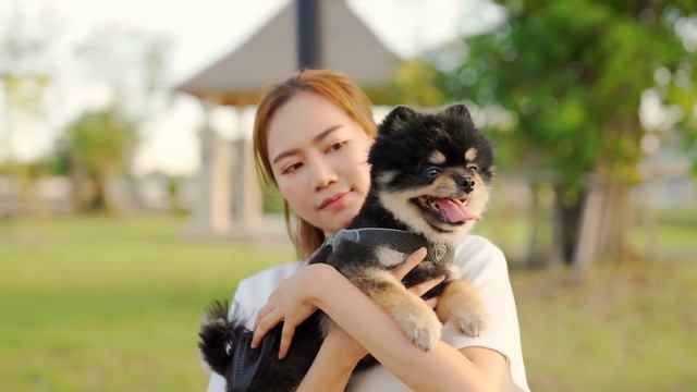 Is your Dog Picking You as Their Sleep Buddy? смотреть онлайн