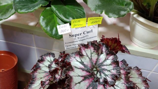 Дом Фиалки 19 ноября 2021г смотреть онлайн