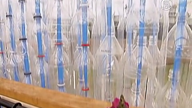 Австралийские школьники построили теплицу из бутылок смотреть онлайн