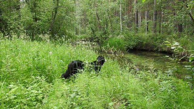 Перевозчик, чеканы и цапля: маленькое #путешествие на Мурзинку смотреть онлайн