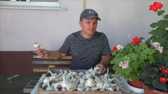 Вот почему лук и чеснок ПЛОХО хранится. А Вы знали об этом? смотреть онлайн